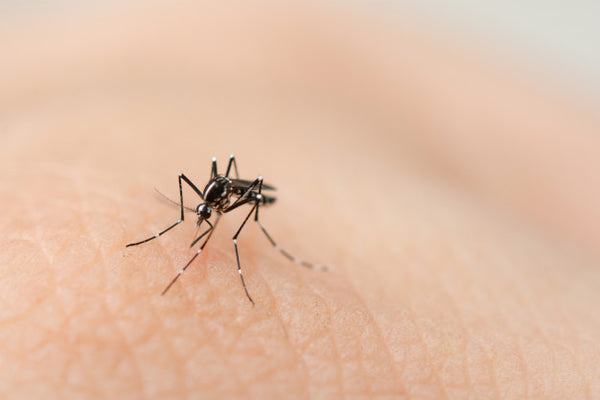 How To Protect Yourself From Dengue Virus